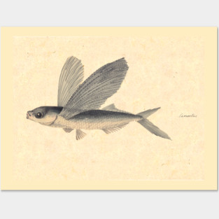 Flying Fish by Mary Symonds Posters and Art