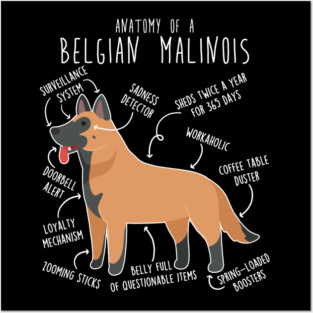 Belgian Malinois Dog Anatomy Posters and Art