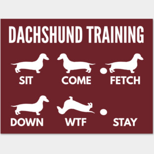 Dachshund Training Dachshund Dog Tricks Posters and Art