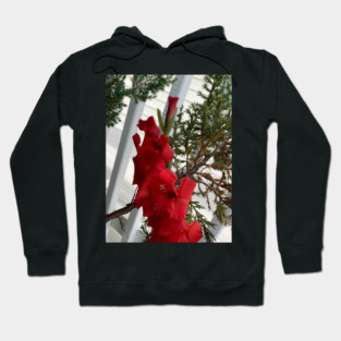 Gladiolus Hoodie