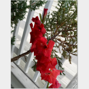 Gladiolus Posters and Art