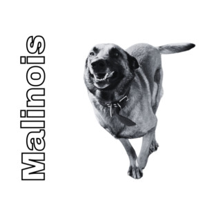 Malinois - Belgian Shepherd Dog in action T-Shirt
