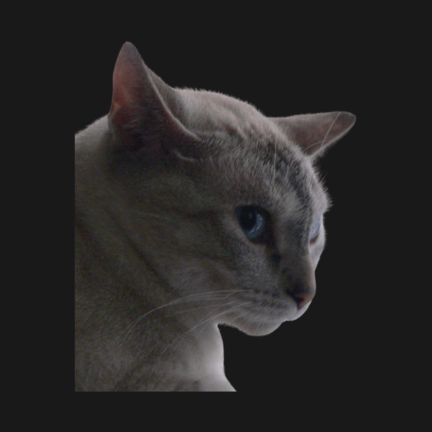 Kitty in a bad mood by SG-Nogalte