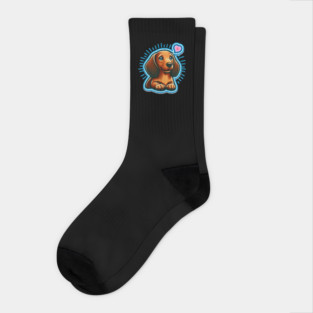 royal miniature dachshund The Cute dog Socks