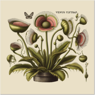 Vintage Venus Flytrap Botanical Posters and Art