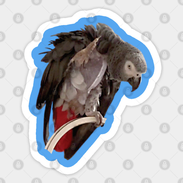 Einstein African Grey Parrot Waving, Bare Chest Sticker by Einstein Parrot