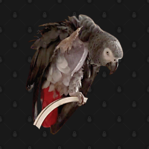 Einstein African Grey Parrot Waving, Bare Chest by Einstein Parrot