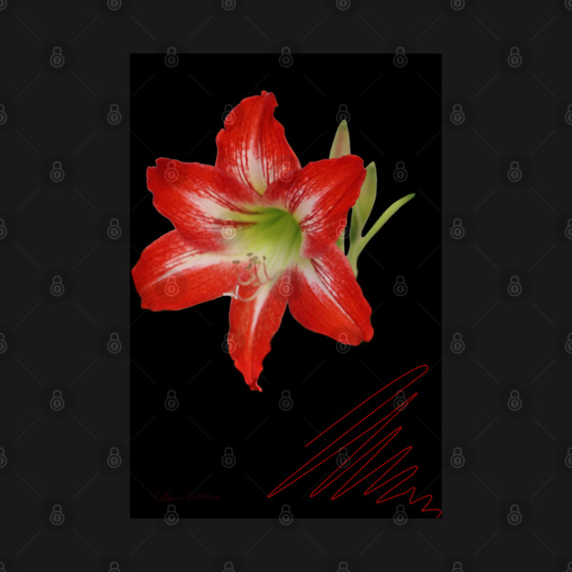 Red Lily on Black Digital Art by ButterflyInTheAttic