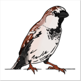 House sparrow Posters and Art