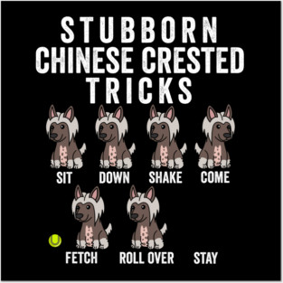 Stubborn Chinese Crested Tricks Posters and Art