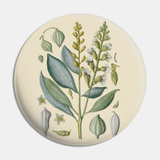 Vintage Cardamom Botanical Illustration Pin