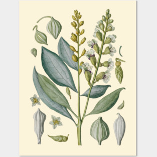 Vintage Cardamom Botanical Illustration Posters and Art