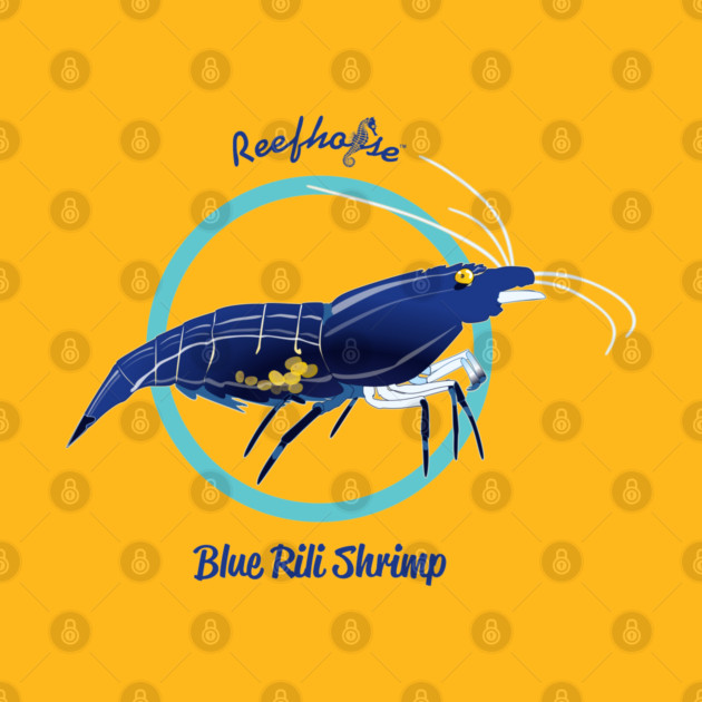 Blue Rili Shrimp by Reefhorse