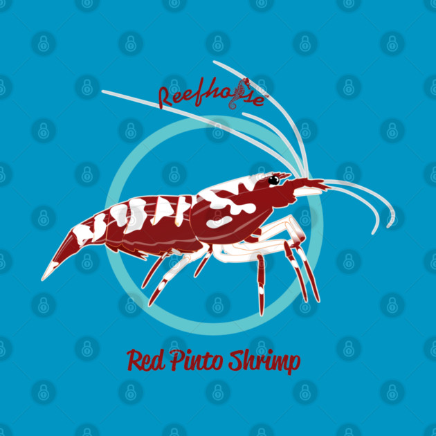 Red Pinto Shrimp by Reefhorse