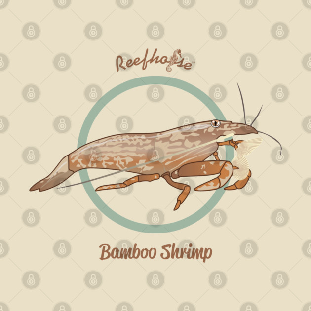 Bamboo Shrimp by Reefhorse