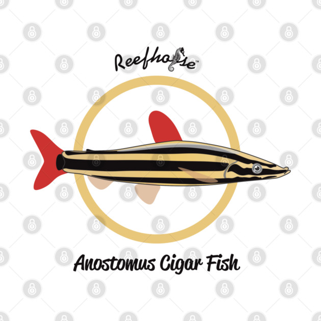 Anostomus Cigar Fish by Reefhorse