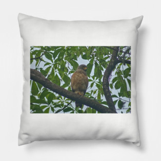Hla roadside hawk Pillow
