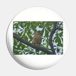 Hla roadside hawk Pin
