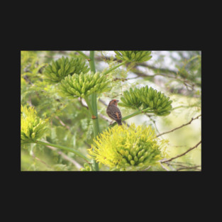 Orange Finch on Agave Blossoms T-Shirt