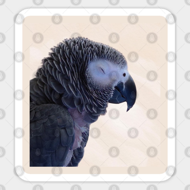 Einstein Parrot Sleeping Sticker by Einstein Parrot