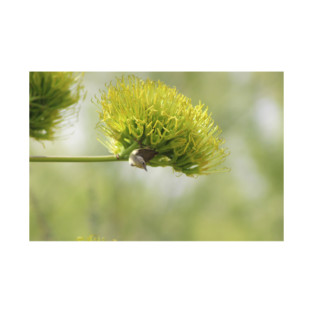 Warbling Vireo Hanging From An Agave Blossom T-Shirt