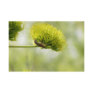 Warbling Vireo on Agave Spike Blossom T-Shirt