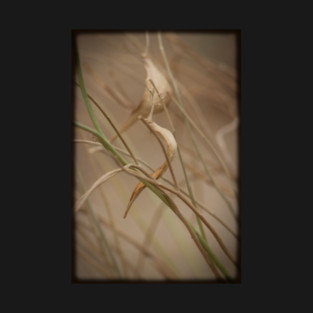 Desert Milkweed Pods T-Shirt