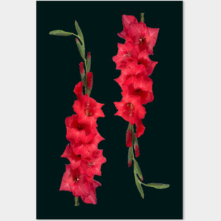 2 Gladiolus Posters and Art