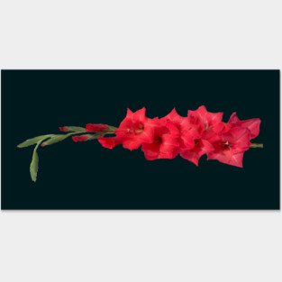 Gladiolus Posters and Art