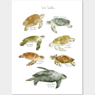 Sea Turtles Posters and Art