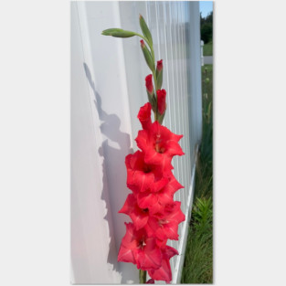 Gladiolus Posters and Art