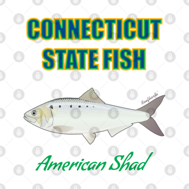 Connecticut State Fish - American Shad by Reefhorse