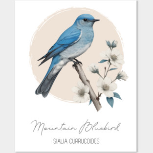 Mountain Bluebird Posters and Art