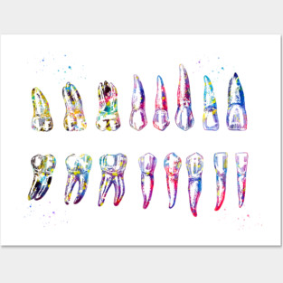 Teeth Diagram Posters and Art