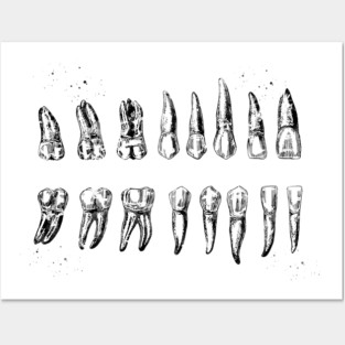 Teeth Diagram Posters and Art