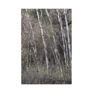 Birch Trees T-Shirt