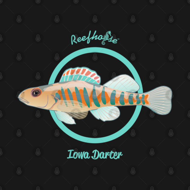 Iowa Darter by Reefhorse