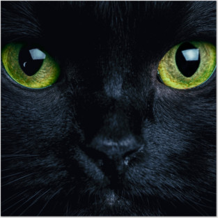 Black Cat Posters and Art