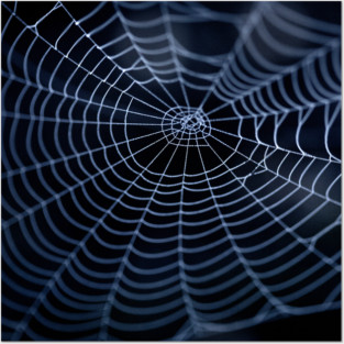 Spider Web Posters and Art