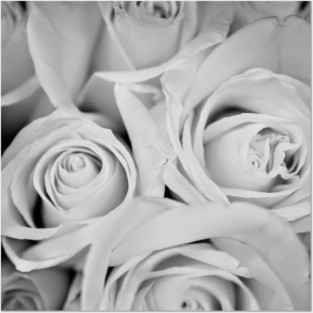White Roses For The Bride Posters and Art