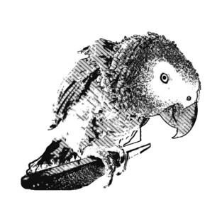 African Grey Parrot (Psittacus Erithacus) Grey Life T-Shirt