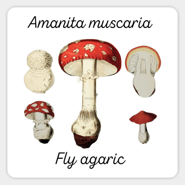 Amanita muscaria Magnet by Four Season Foraging