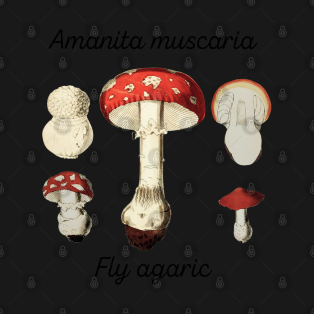 Amanita muscaria by Four Season Foraging