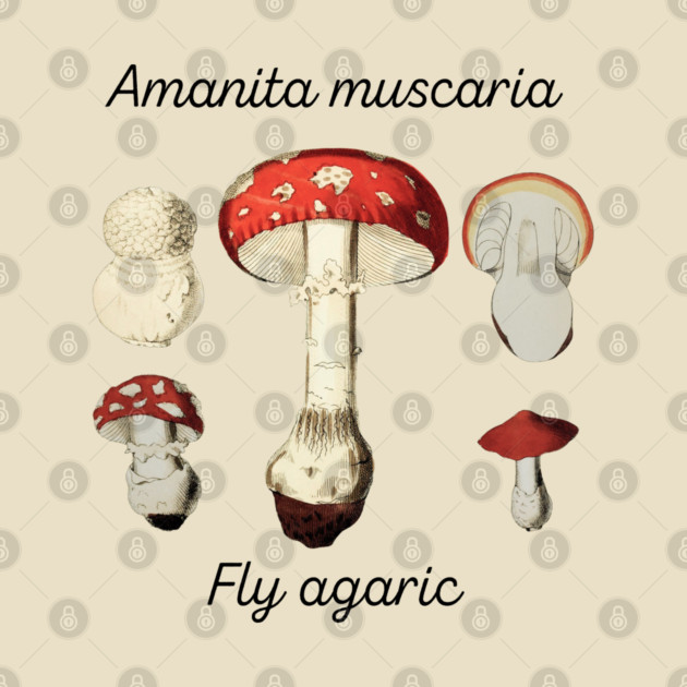 Amanita muscaria by Four Season Foraging