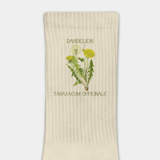 Dandelion (color) by Four Season Foraging