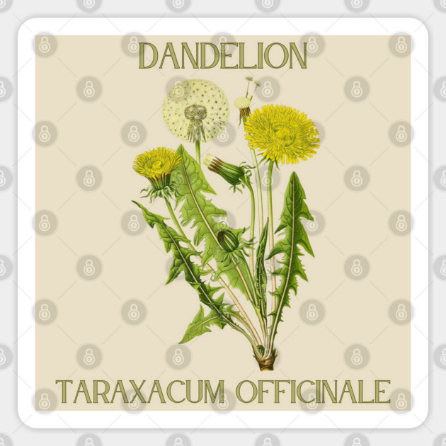 Dandelion (color) Sticker by Four Season Foraging