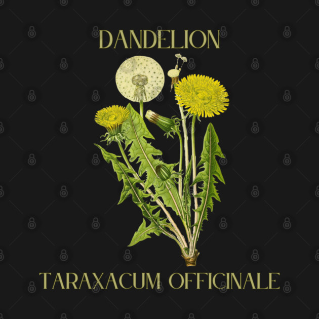 Dandelion (color) by Four Season Foraging