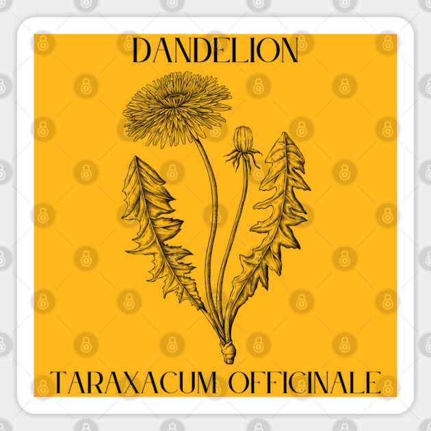 Dandelion (black and white) Sticker by Four Season Foraging