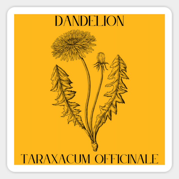 Dandelion (black and white) Magnet by Four Season Foraging