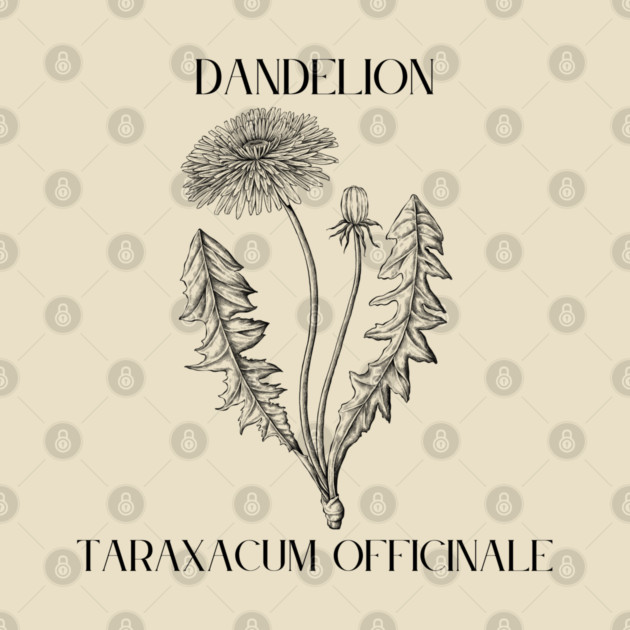 Dandelion (black and white) by Four Season Foraging